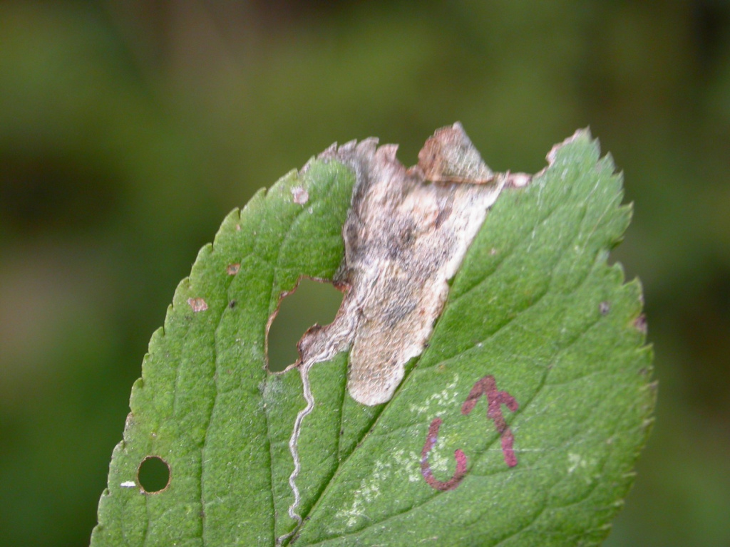 Stigmella plagicolella - 16th October 2009 - Rose End Meadows - Steve Orridge