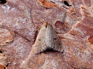 Early Moth - 20th February 2025 - Belper Dave Evans