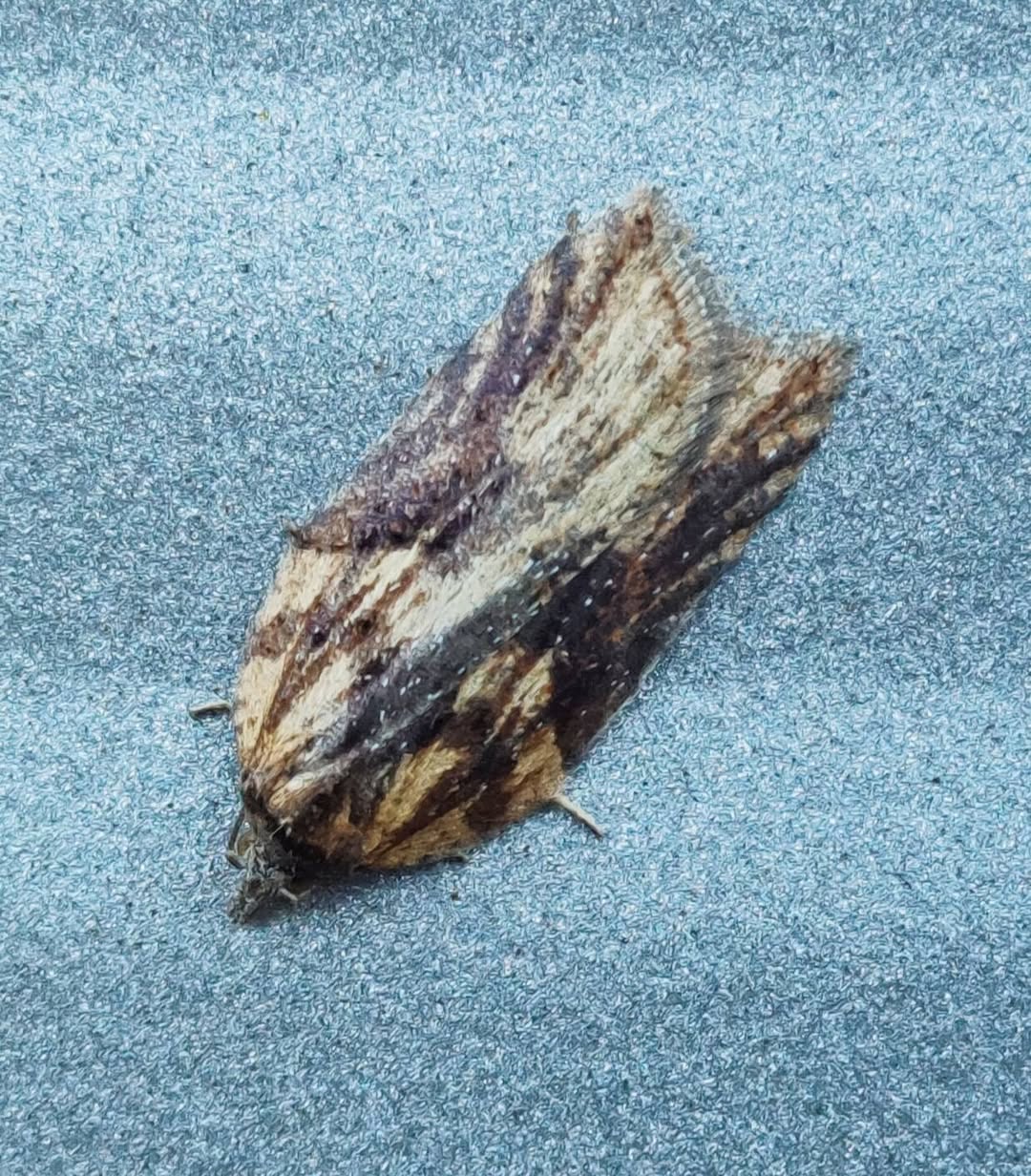 Acleris hastiana - 6th March 2025 - Pride Park - Matt Leedell