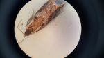 49.211 BF1128 – Bilberry Hook-wing (Ancylis myrtillana)