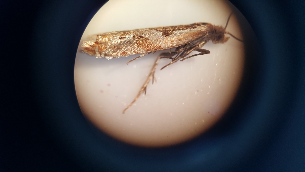 Ancylis myrtillana - 25th June 2019 - Hathersage - The late Claire Miles