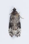 49.151 BF1094 – Willow Marble (Apotomis capreana)