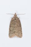 49.009 BF1007 – Pale-shouldered Tortrix (Capua vulgana)