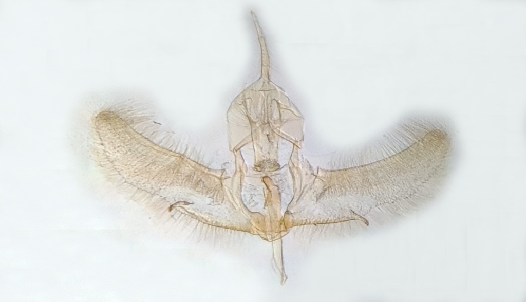 Cnephasia incertana - 29th June 2021 - Hathersage - The late Claire Miles