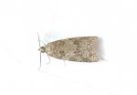 49.049 BF1024 – Light Grey Tortrix (Cnephasia incertana)