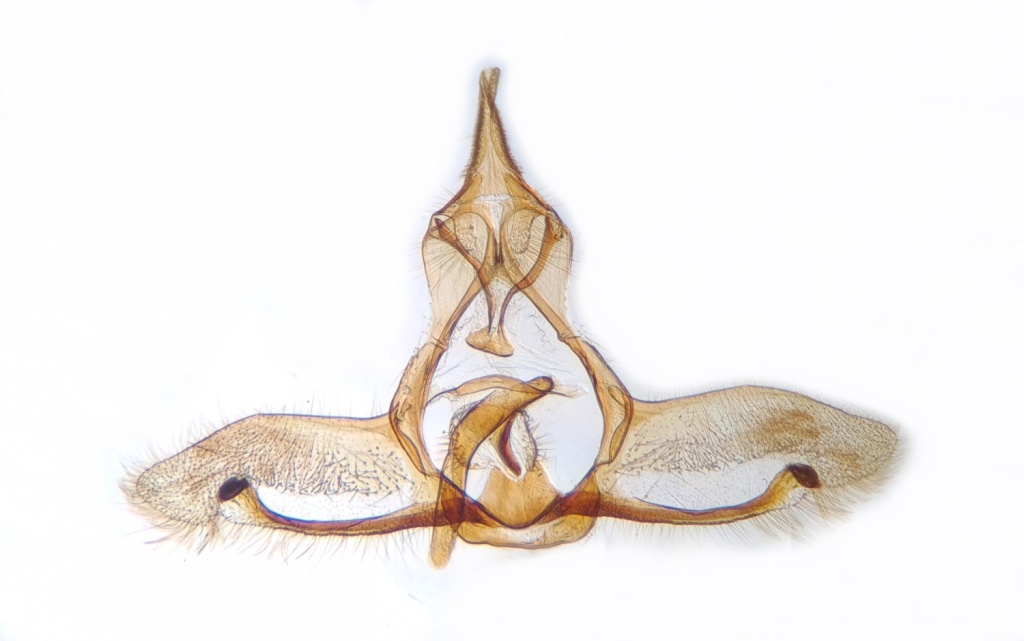 Cnephasia stephensiana - 10th July 2022 - Hathersage - The late Claire Miles - Gen Det