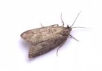 49.050 BF1020 – Common Grey Tortrix (Cnephasia stephensiana)