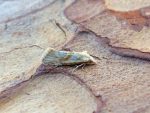 49.097 BF936 – Common Straw (Cochylimorpha straminea)