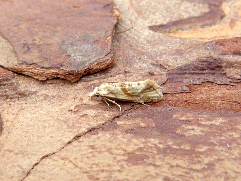 Cochylimorpha straminea 21st August 2023 - Wyver Lane, Belper - Dave Evans 