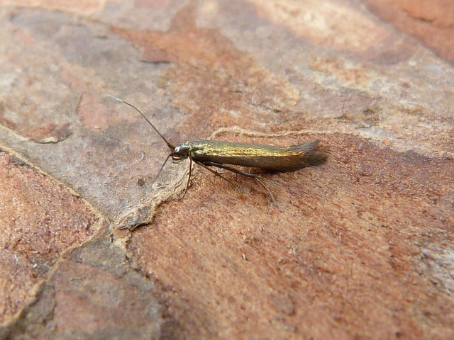 Coleophora trifolii - 1st August 2024 - Belper - Dave Evans