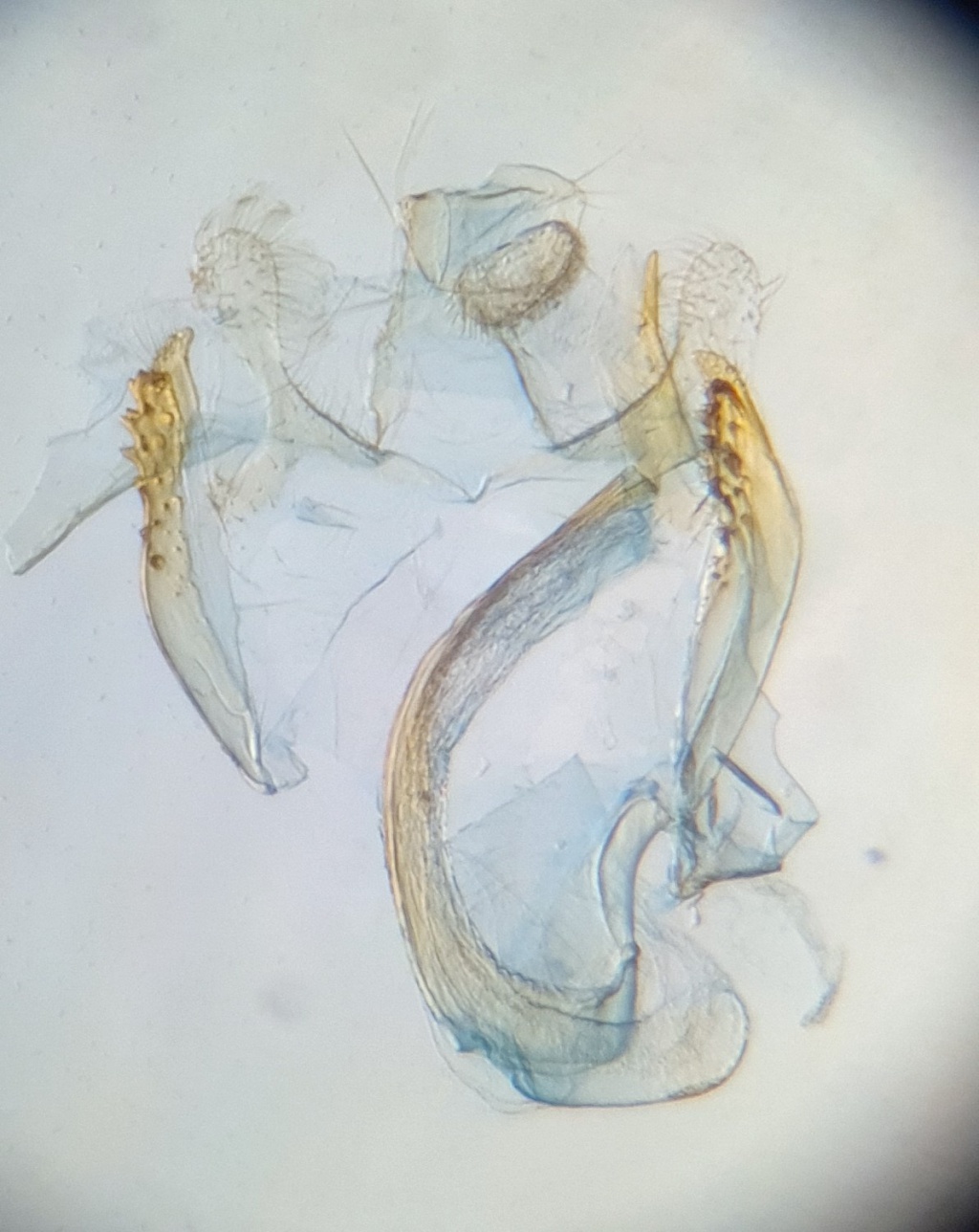 Coleophora lutipennella - Gen Det -16th July 2021 -Hathersage - The late Claire Miles