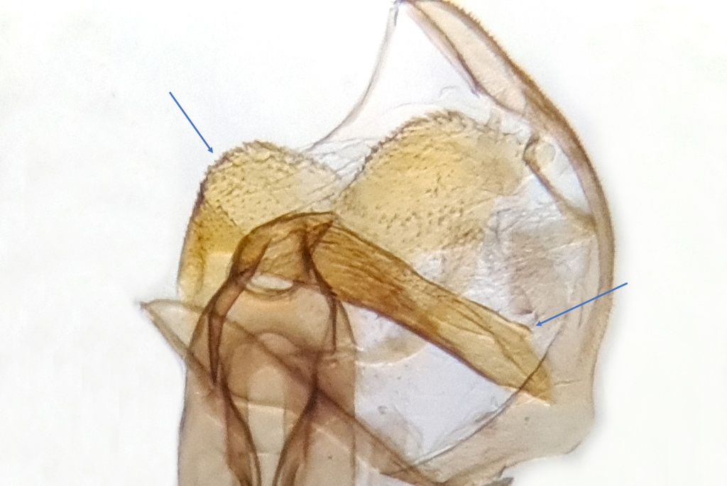 Dichrorampha aeratana Gen Det - 26th May 2022 - Hathersage - The late Claire Miles