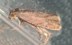 49.311 BF1287 – Dingy Daisy Moth (Dichrorampha aeratana)