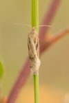 49.045 BF1029 – Dotted Cloak (Eana osseana)