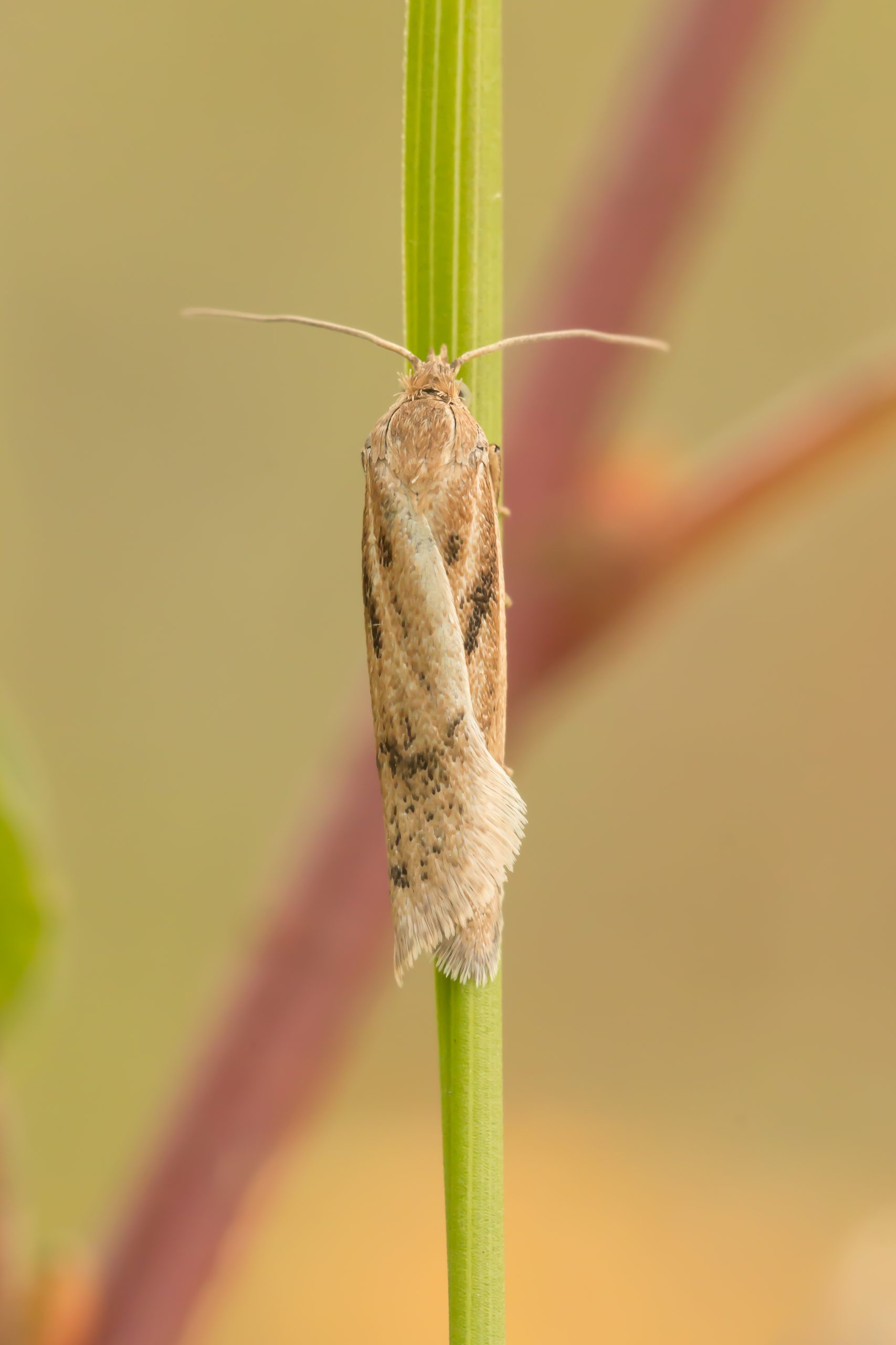 Eana osseana  - 17th July 2020 - Waterswallows, Buxton - Anthony Marriott