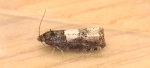 49.285 BF1184 – Thistle Root-borer (Epiblema scutulana)