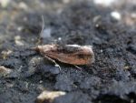 49.231 BF1155 – Large Birch Roller (Epinotia brunnichana)