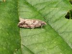 49.237 BF1144 – Black-streaked Tortrix (Epinotia signatana)