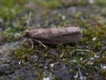 49.228 BF1153 – Brown Alder Roller (Epinotia sordidana)