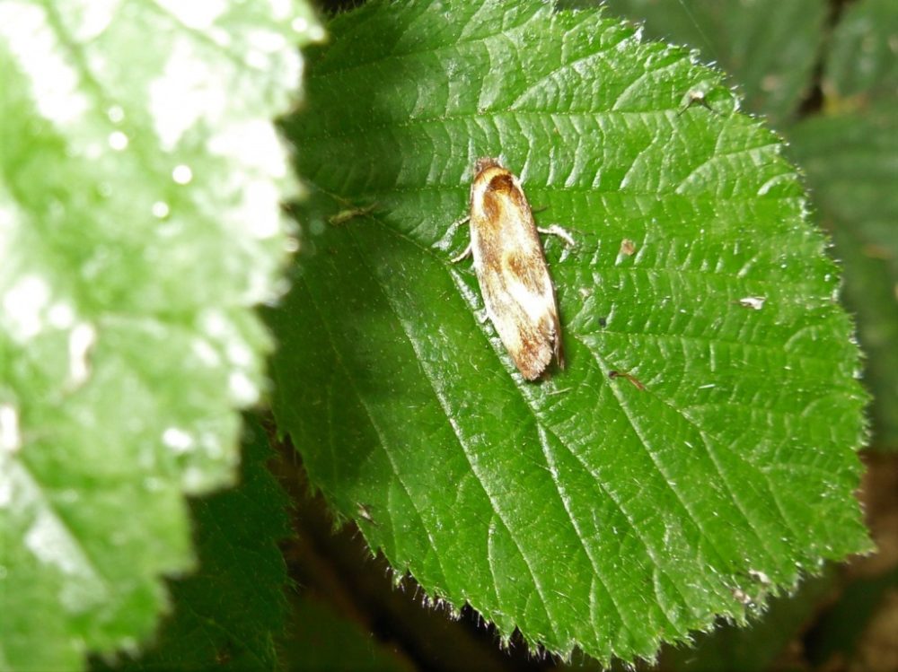 Eulia ministrana - 1st June 2019 - Blacka Moor - Andrew Watchorn