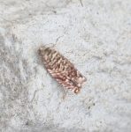 49.278 BF1171 – Small Brindled Tortrix (Gypsonoma minutana)