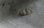 49.002 BF1014 – Banded Hedge Grey (Isotrias rectifasciana)