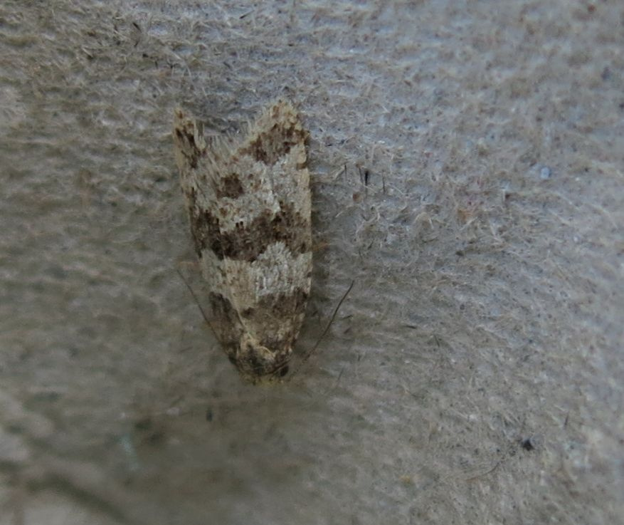 Isotrias rectifasciana - 13/7/2015 - Shirland - Nikki Mahadevan