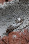 49.297 BF1177 – Rose Shoot Moth (Notocelia rosaecolana)