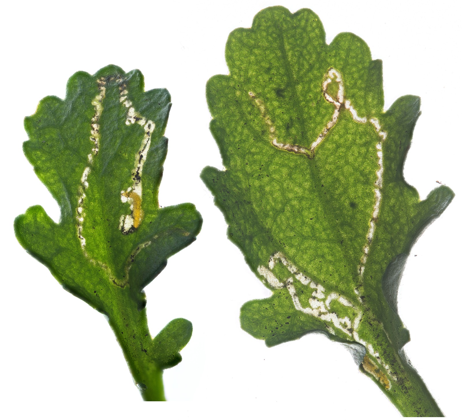 Bucculatrix nigricomella - 5th March 2025 - Glossop - Christian Heintzen