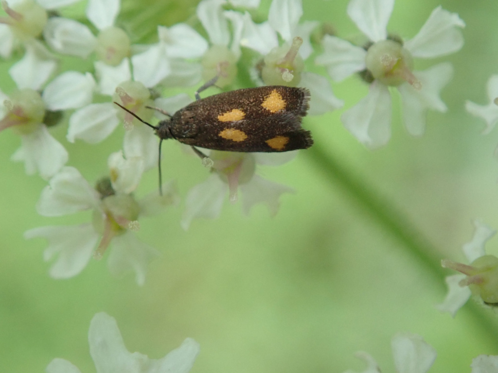Pammene aurana - 21st June 2020 -Birch Vale - Jane Hewitt