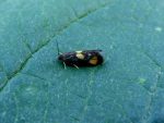 49.379 BF1272 – Double Orange-spot (Pammene aurana)
