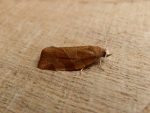 49.023 BF971 – White-faced Tortrix (Pandemis cinnamomeana)