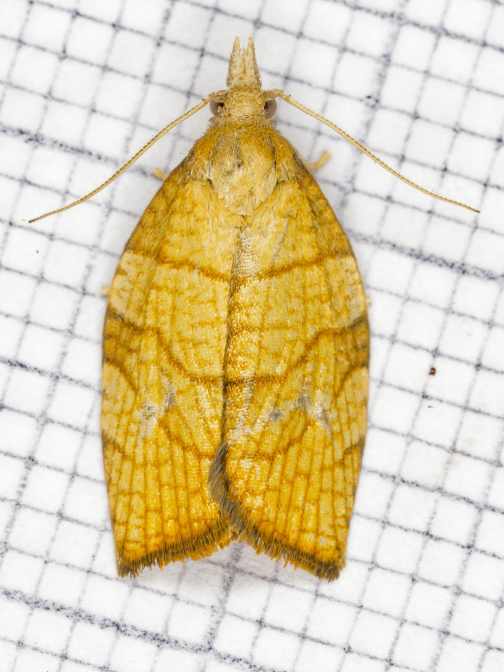 Chequered-Fruit-Tree-Tortrix-6th August 2024 - Buxton- Ian White