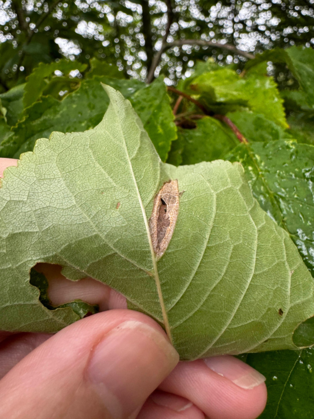 Phyllonorycter cerasicolella - 15th August 2024 - Buxton - Neil Gregory