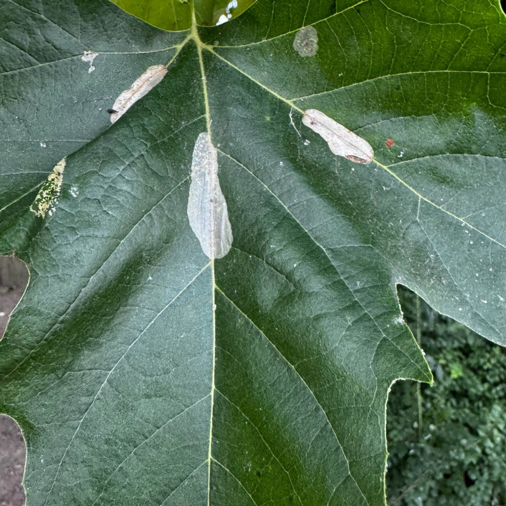 Phyllonorycter platani - 21st September 2024 , Alvaston Park, Derby - Neil Gregory