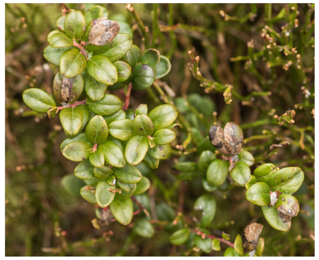 Rhopobota ustomaculana - 12th March 2025 - Kinder Scout - Christian Heintzen