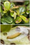 49.222 BF1158 – Small Cowberry Marble (Rhopobota ustomaculana)