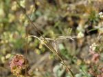 45.033 BF1510 – Thyme Plume (Merrifieldia leucodactyla)