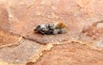 49.133 BF968 – Birch Straw (Thyraylia nana)