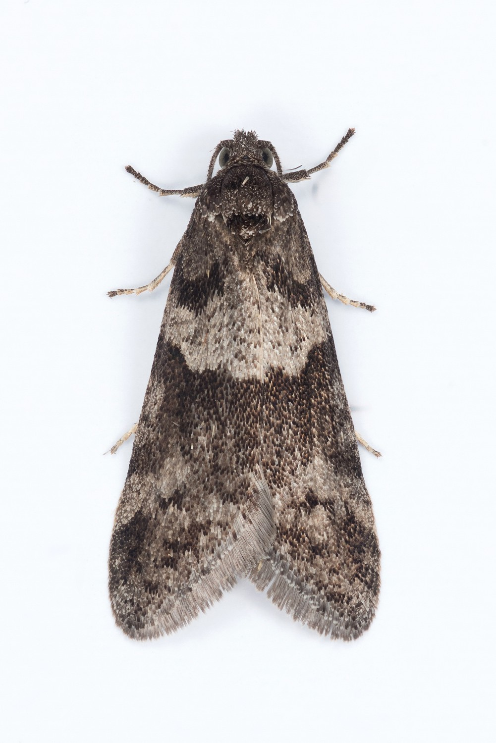 Tortricodes alternella - 3rd February 2025 - Long Clough - Christian Heintzen