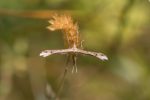 45.013 BF1507 – Twin-spot Plume (Stenoptilia bipunctidactyla)