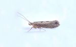 Ypsolopha vittella - 19th September 2022 -Hathersage - The late Claire Miles