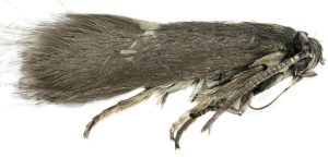 Heliozela sericiella - 8th April 2025 - Carver's Rocks - Graham Finch