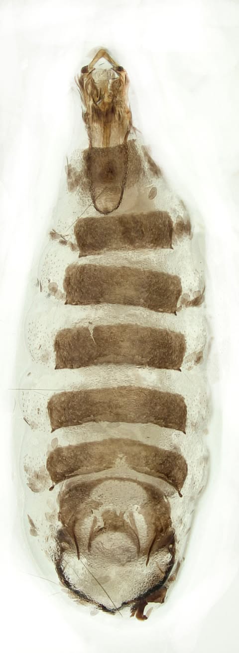 Heliozela sericiella - 8th April 2025 - Gen Det - Carver's Rocks - Graham Finch