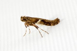 Caloptilia semifascia - 21st March 2025 - Allestree - Stephen Plant