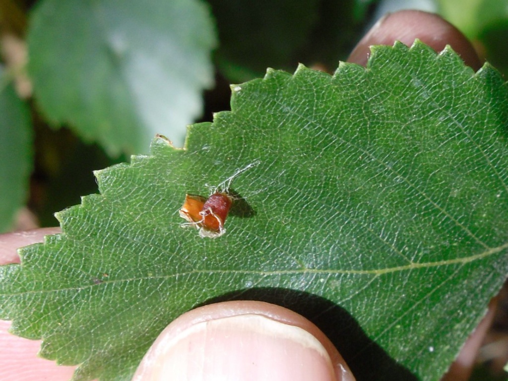Coleophora binderella - 27th June 2015 - Blacka Moor Plantation - Andrew Watchorn