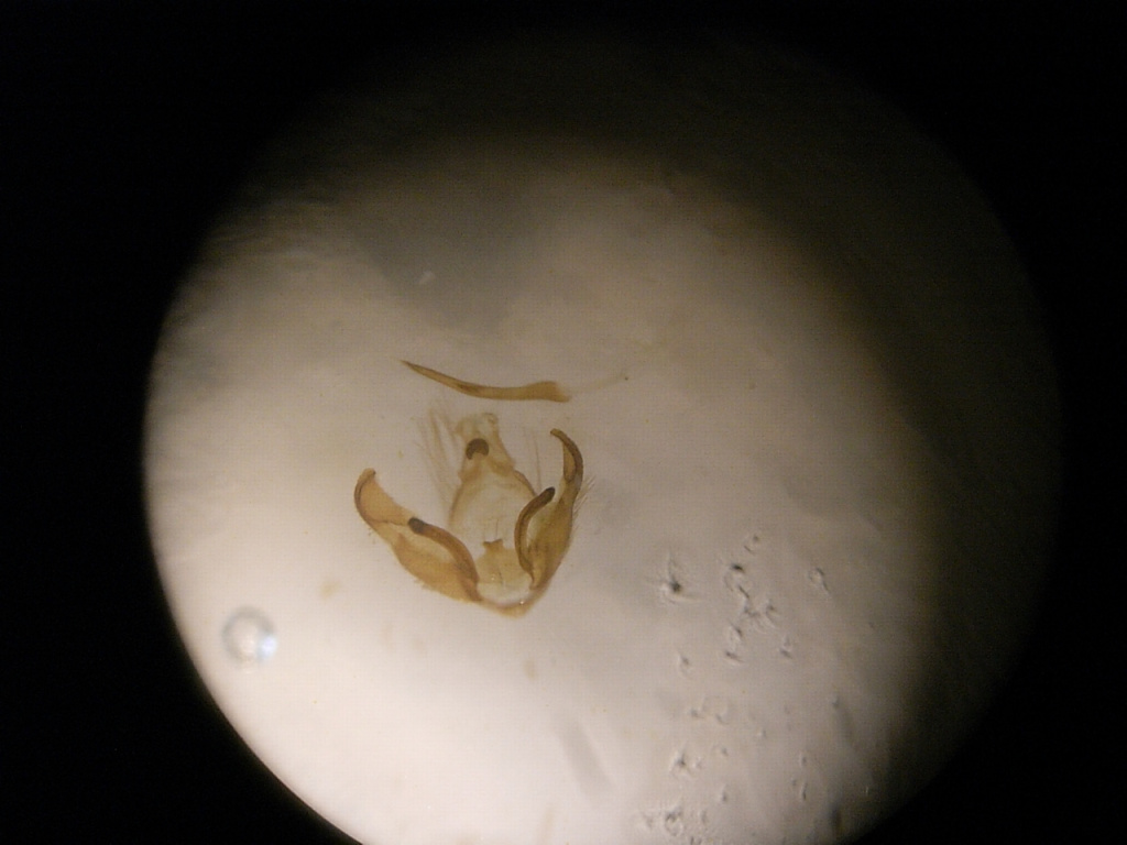 Depressaria daucella - 26th march 2025 Gen Det - Steve Orridge:Steve Hind