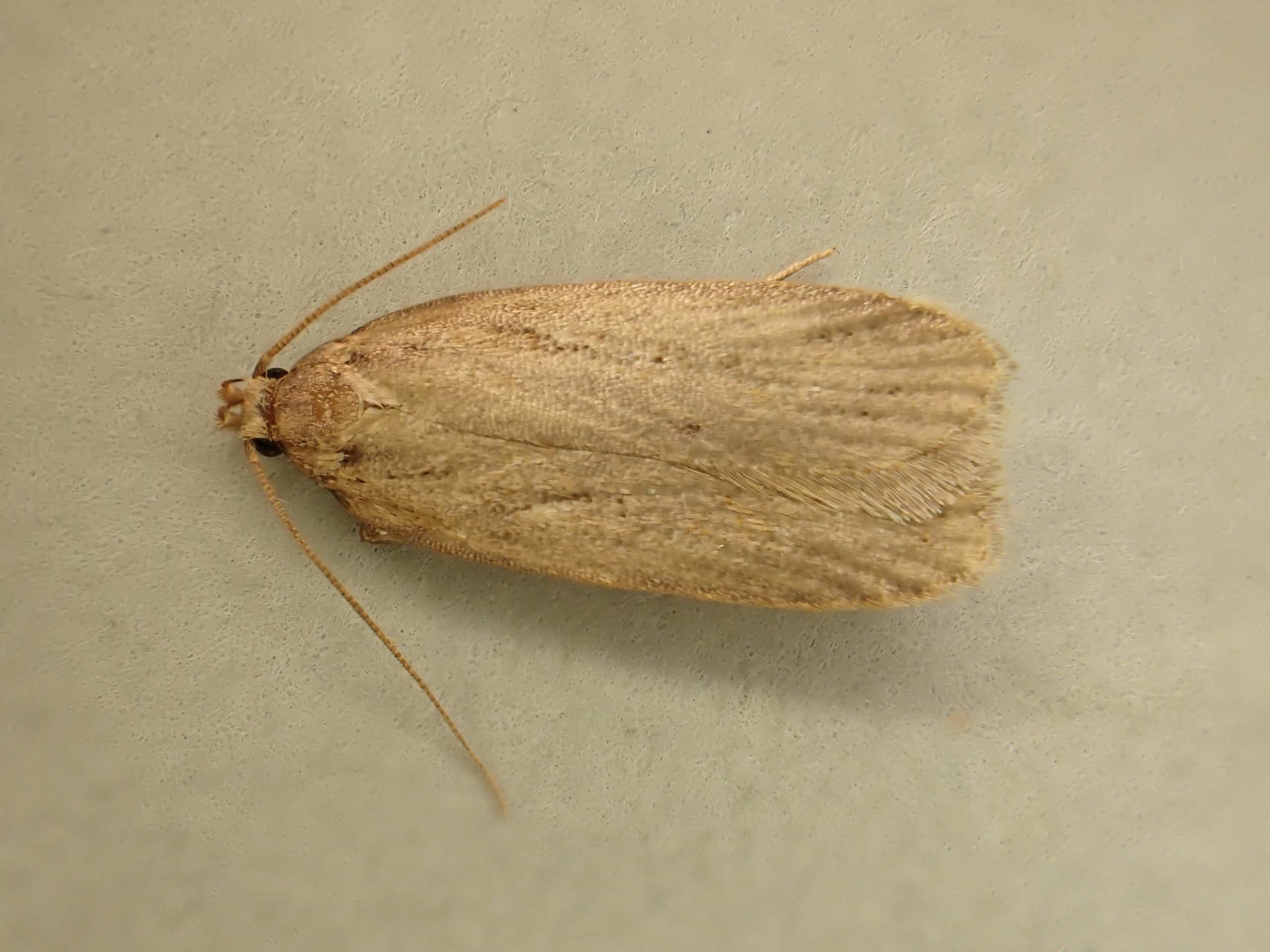 Depressaria daucella - 26th March 2025 - Buxton - Steve Orridge