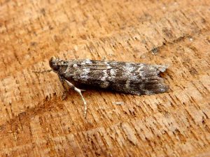 Dioryctria abietella- Belper - Dave Evans