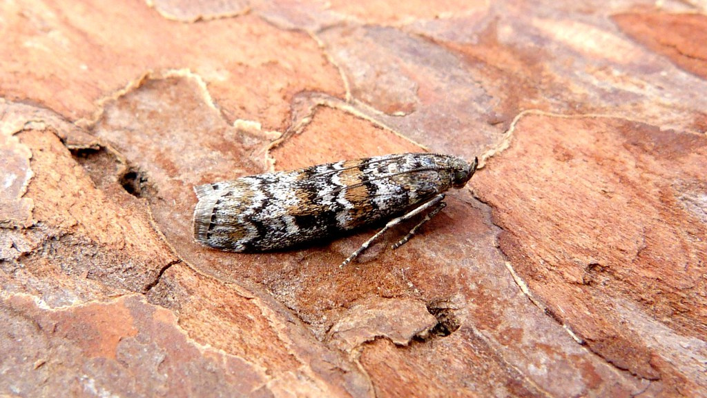 Dioryctria abietella - 30th May 2024 - Belper - Dave Evans